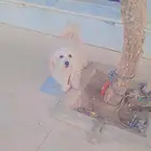 العمر سنه