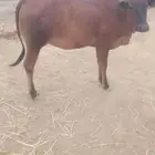 بقره دافع للبيع