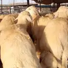 عرض على حري ثلاجة او طبخ