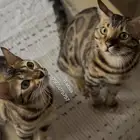 للحجز كيتن بنقالي بيور
