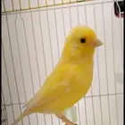 السلام عليكم ورحمة الله وبركاته كناري