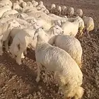 ذبايح حري سواكني تيوس مسلخ بالموقع مجهز شاهد التقييمات