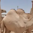 قعدان ملاحم فاخره