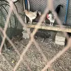 دجاج بياض على الشرط ثلاث دجاجات بلدي على الشرط شباب