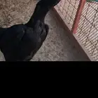 دجاجه شامو هزازه