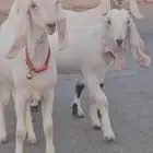 عرض 3 جفار جذعات مشاريك مطورات سلالات فواخر تب فوق الوصف