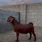 كلهاري تم البيع