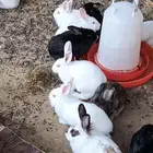 ارانب للبيع