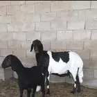 شاة هجين متبع برخل طيبه