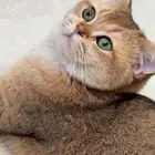 قط سكوتش ستريت للتزاوج مسجل مستوى عالي مستورد