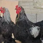 دجاج براهما . ديك ودجاجة