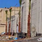 نخيل وشنطن ونخيل عربي