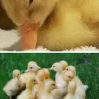 بط بكيني للبيع