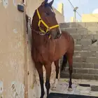 رمكه إنتاج معها جواز