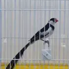 ذكر طائر الجنة