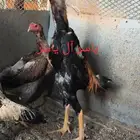 فروخ دجاج شامو ياباني وعربي أصيل