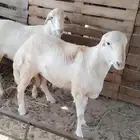 خرفان كباش مشاريع فحول او ذبح بلدي