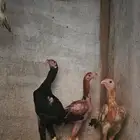 اربع. فروخ باكستاني