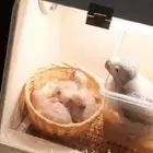 فروخ كاسكو انتاج محلي