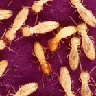 شركة رش حشرات رش صراصير بمكة