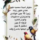 طيور فراوله طيور شفتل وطيور زيبراء