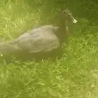 بط للبيع