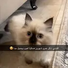 قطط تبني