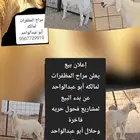 إعلان بيع مشاريع فحول حريه صنف فاخرة من حلال أبو عبدالواحد