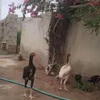 شامو ياباني
