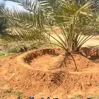 يوجد لدينا نخل للبيع بجميع أنواعه من مزارع مخدومه