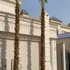 تخيل واشنطن ونخل عربي