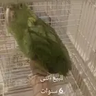 أنثى يلوناب جاهز اليفه