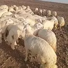 ذبايح حري سواكني تيوس زواج عقيقه صدقه مناسبه شاهد تقييمات