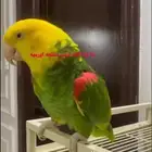 أنثى دبل يلوهد اكستريم