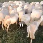 ضان رفيدي بلدي مقاني دفيع العدد 50 سن جدا ثني ربع