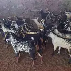 تيوس لباني العدد 60راس مقفله شحم