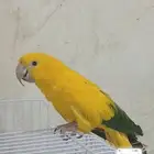 فرخ قولدن كنيور اليف