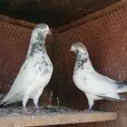 للبيع تيدي مستوى تو مركبين