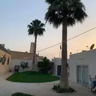 3 نخلات وشنطن زينه منظر ممتاز