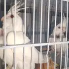 فروخ كروان البينو عدد 2