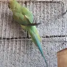 للبيع الدره هندي