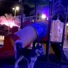 انثى هاسكي بيور