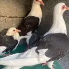 جوز رعبي معه فرخ