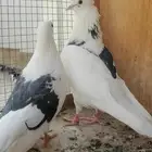 اربعه ازواج للبيع قطايف