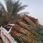 يوجد 15 نخله خلاص ونبوت سيف مثمر
