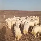 اضاحي حري سواكني مسلخ بالموقع مجهز شاهد التقييمات