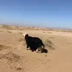 فحل نجدي مشروط