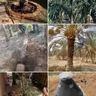 خلع النخيل وترتيب الأشجار
