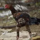 دجاج بكستاني