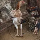 دجاجه شامو